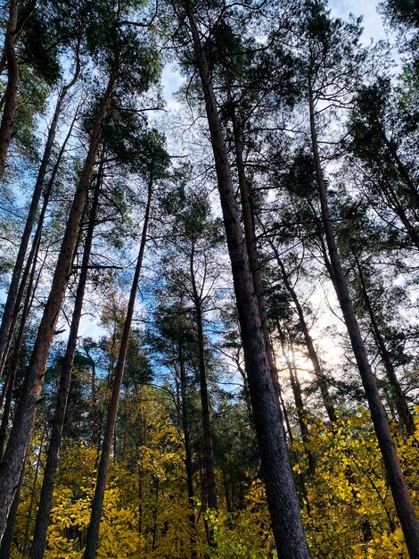 Nadelbäume im Herbstwald gegen den Himmel