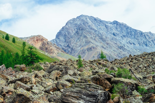 Nadelbäume im Hochland mit Felsen