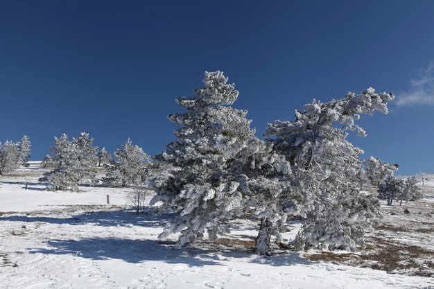 Nadelbäume im Schnee