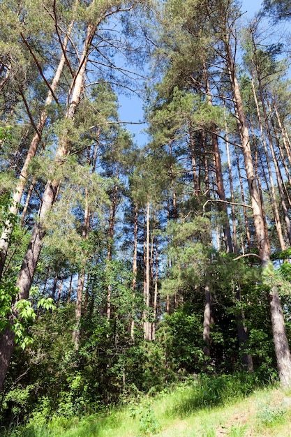 Nadelbäume im Sommer