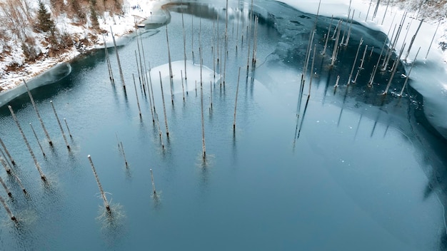 Nadelbäume stehen im eiskalten Wasser des Bergsees Kaindy. Tannenstämme unter Wasser