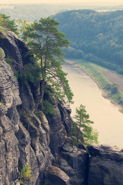 Nadelbaum auf einer Klippe auf dem Hintergrund des Wassers Getönt