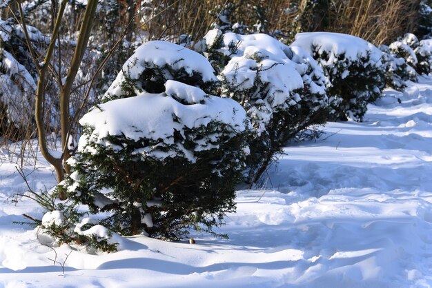 Nadelbaum der wunderbaren Ansicht nach Blizzard.