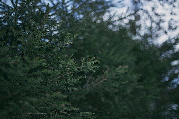 Nadelbaum-Makro für Zweig Nahaufnahme immergrüner Baum im Park