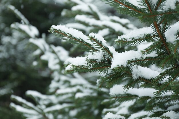 Nadelbaum mit Schnee hautnah und selektiver Fokus