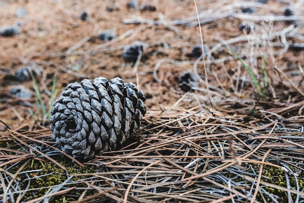 Nadelbaumkegel, die auf trockenen Kiefernblättern auf dem Boden sitzen