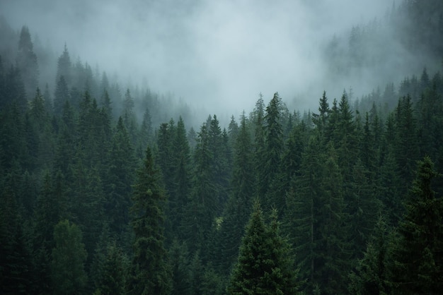 Nadelbaumlandschaft in mysteriösem Dunst mit Platz für Text. Dichter Wald mit Nebel