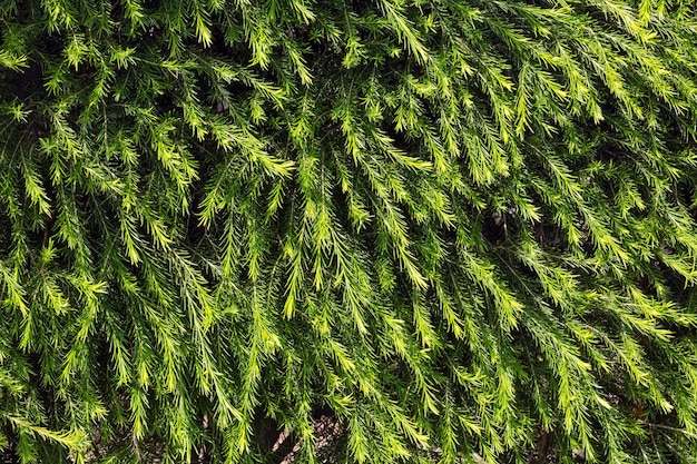 Nadelbüsche, grüne Nadelstruktur (Hintergrund).