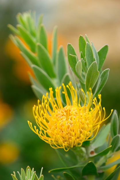 Nadelkissenblütenbildung von Leuocospermum cordifolium