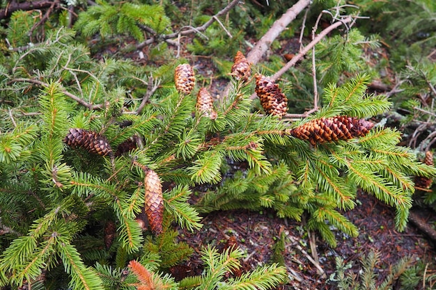 Nadeln und Zapfen Picea abies Norwegen oder europäische Fichte ist eine Art, die in Europa beheimatet ist Norwegen Fichte ist ein großer schnell wachsender immergrüner Nadelbaum Nadelbaumauer in Karelien Taiga