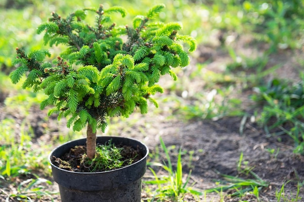 Nadelpflanzen in Töpfen mit geschlossener Wurzel zum Pflanzen auf Ihrem Gartengrundstück aus der Gärtnerei. Gartenarbeit auf einem Gartengrundstück im Frühling