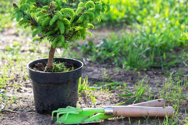 Nadelpflanzen in Töpfen mit geschlossener Wurzel zum Pflanzen auf Ihrem Gartengrundstück aus der Gärtnerei. Gartenarbeit auf einem Gartengrundstück im Frühling