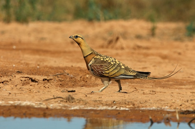 Nadelschwanz-Sandhuhn-Männchen, das im Sommer an einem Wasserpunkt mit dem ersten Tageslicht trinkt