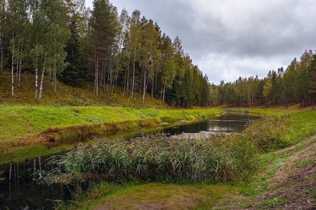 Nadelwald am Ufer des Sees bei bewölktem Wetter.