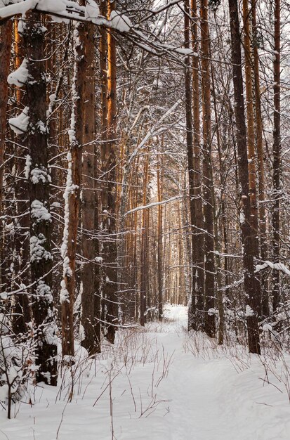 Foto nadelwald im winter sibirien landschaft mit selektivem fokus majestätische atmosphäre