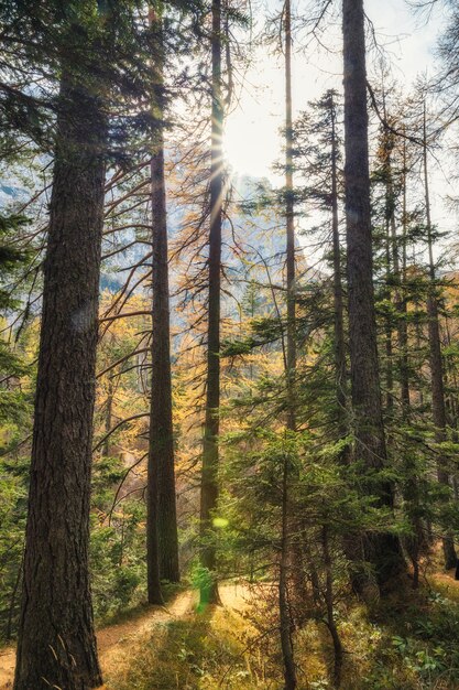 Nadelwald mit direkter Sonneneinstrahlung