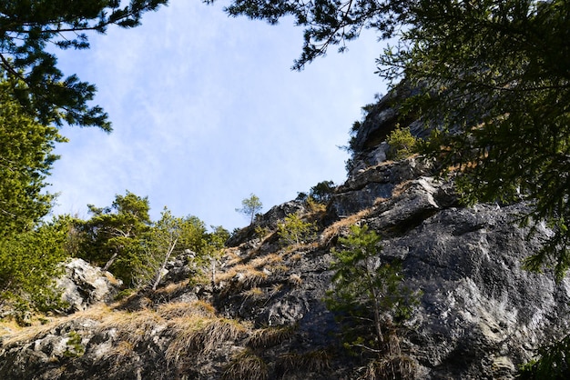 Nadelwaldbäume im Hintergrund mit grüner Farbe und blauem Himmel Wanderweg zum Cerenova-Felsen
