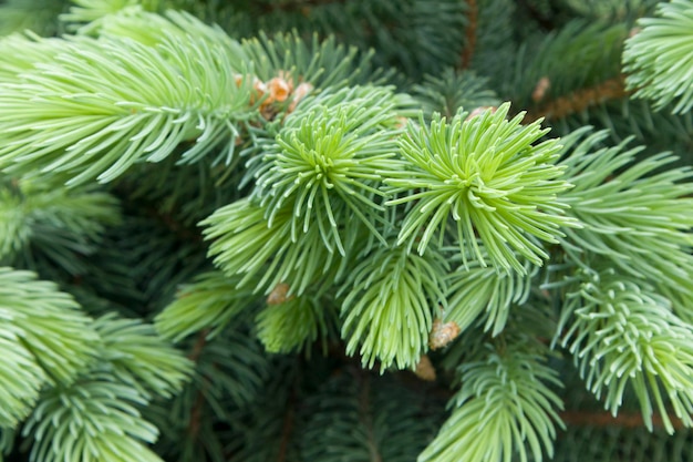 Nadelzweige und kleine Knospen immergrüner Baum Nahaufnahme Makrofoto