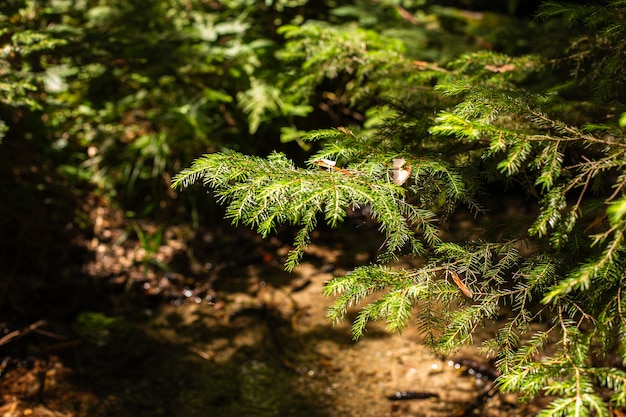 Nadelzweige wachsen in einem dunklen, schattigen Wald mit natürlichem Hintergrund aus frischem Laub