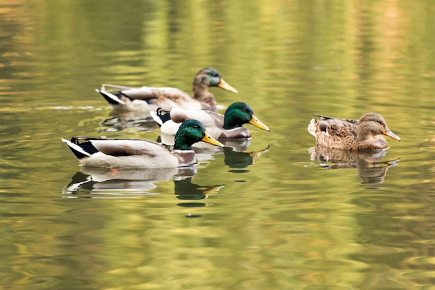 Ánades reales nadando en un lago