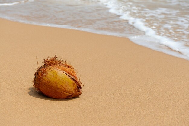 Nadie coco en el océano de playa de isla tropical