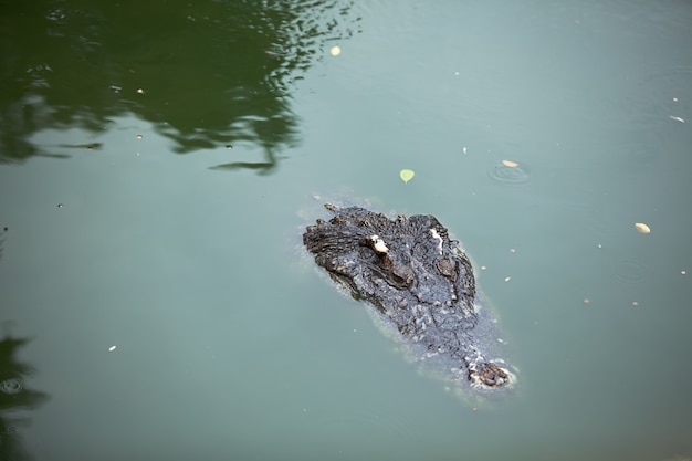 Nado de cocodrilo, solo la cabeza sobre el agua