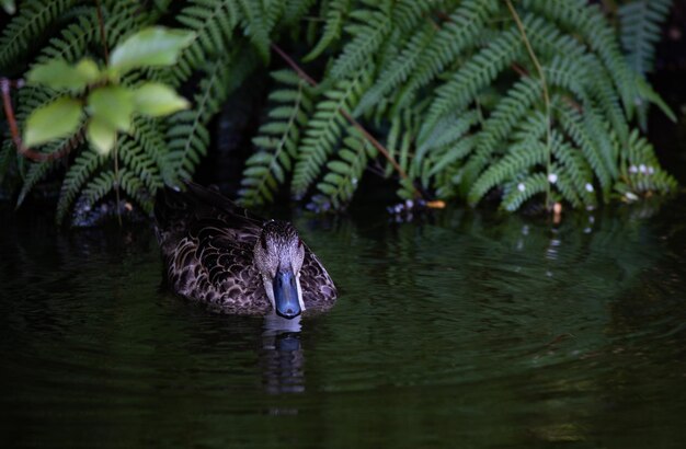 Nado de patos