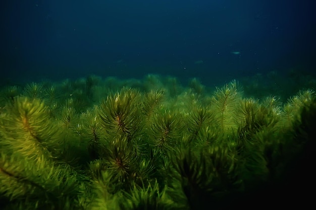 nächtliche Unterwasserlandschaft / Nachttauchen im Süßwasser, Grünalgen, klares Süßwasser nachts im See