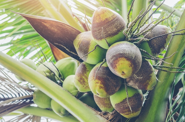 Näher Kokosnuss-Cluster am Baum (Cocos nucifera)