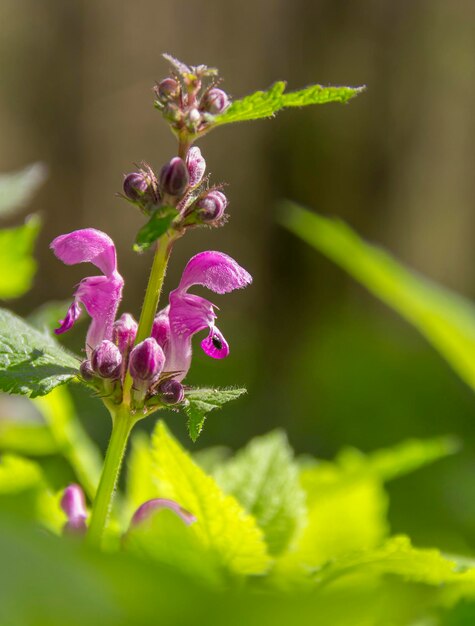 Nähere Aufnahme von Deadnettles