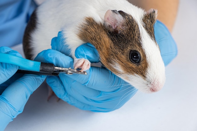 Nagelschneiden mit einer in ein kleines Meerschweinchen geschnittenen Kralle