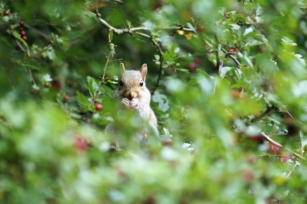 Nagetiere auf Pflanzen