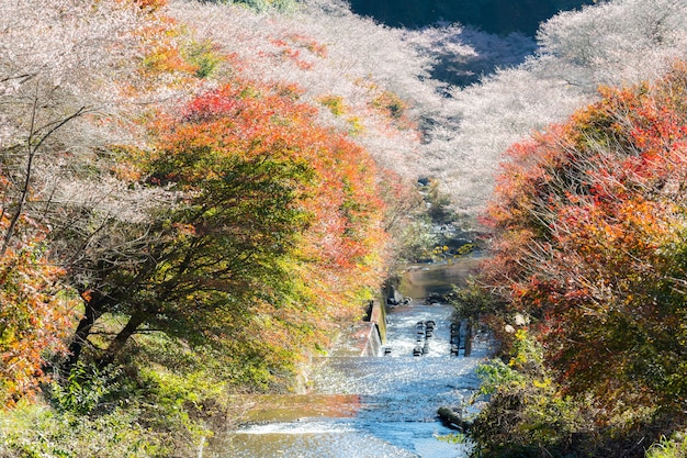 Nagoya, Obara Sakura no outono