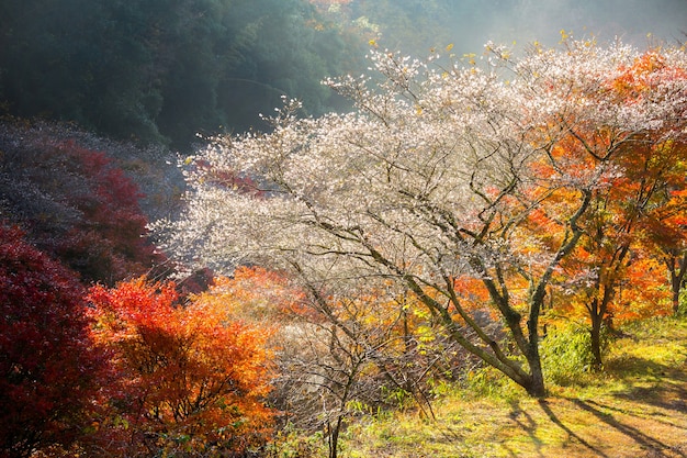 Nagoya, Obara Sakura en otoño