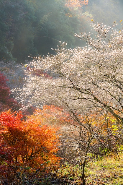 Nagoya, Obara Sakura en otoño