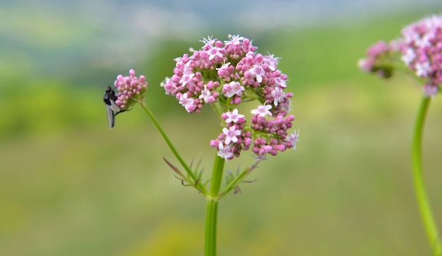 Nahaufnahme auf alpiner Wildblume, die in der Wiese auf grünem Hintergrund der Unschärfe blüht