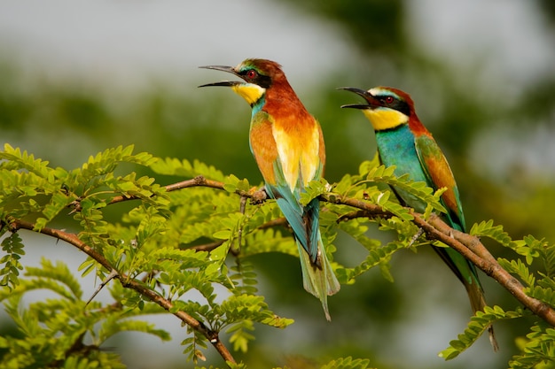 Nahaufnahme auf Bienenfresser Merops apiaster, der auf einem Zweig sitzt