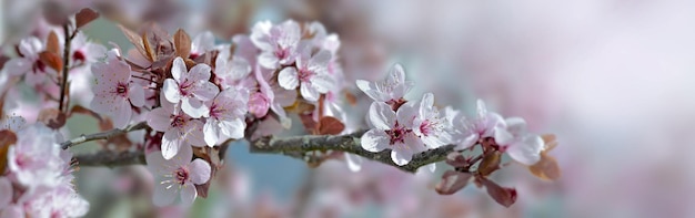 Nahaufnahme auf Blumen eines dekorativen Prunusbaums, der im Frühjahr auf Unschärfelichthintergrund blüht