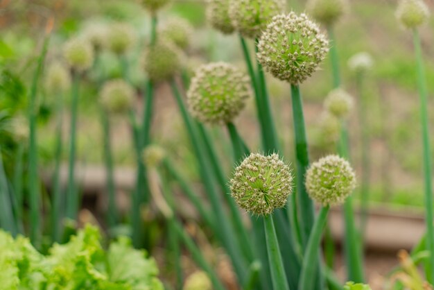 Nahaufnahme auf den Blüten der Zwiebeln, die auf den Gebieten wachsen