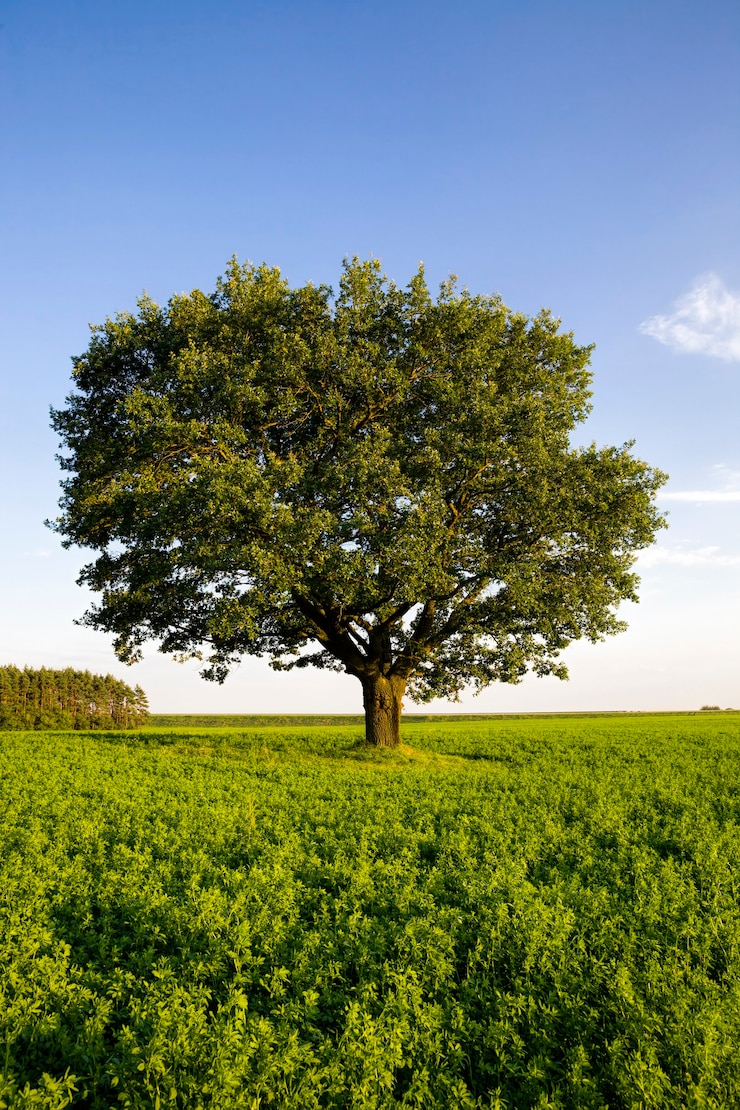 Foto nahaufnahme auf eiche in einem feld
