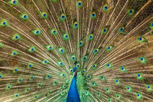 Nahaufnahme auf einem Pfau auf dem Bauernhof