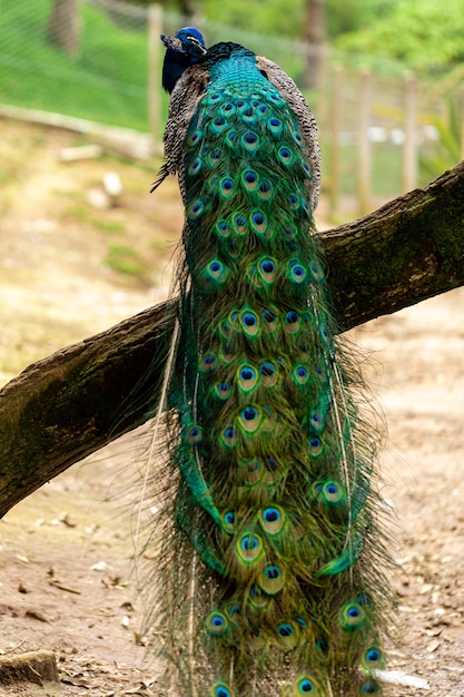 Nahaufnahme auf einem Pfau auf dem Bauernhof