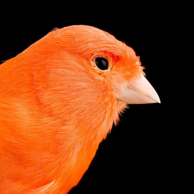 Nahaufnahme auf einem roten Kanarienvogel auf seinem Barsch isoliert