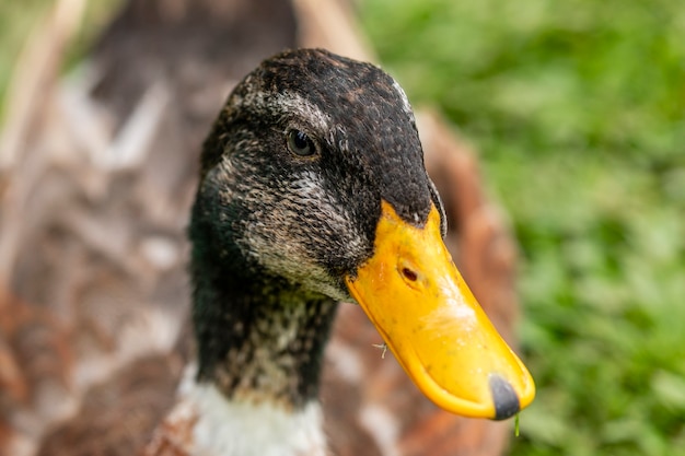 Nahaufnahme auf einer Ente auf dem Bauernhof.