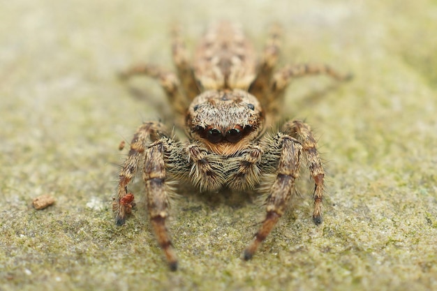 Nahaufnahme auf einer niedlichen haarigen Fencepost-Springspinne, Marpissa muscosa, die auf einem Stück Holz sitzt