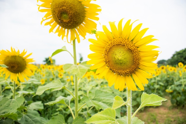 Nahaufnahme auf einer Sonnenblume am Morgen.