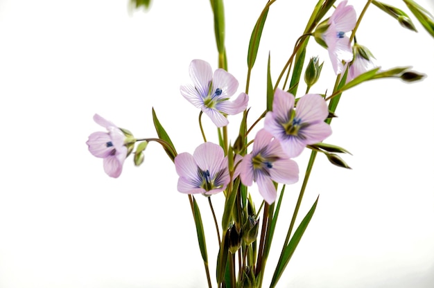 Nahaufnahme auf Flachsblüten, Studioaufnahme