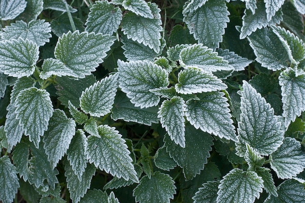 Nahaufnahme auf frostige Brennnesselblätter Details