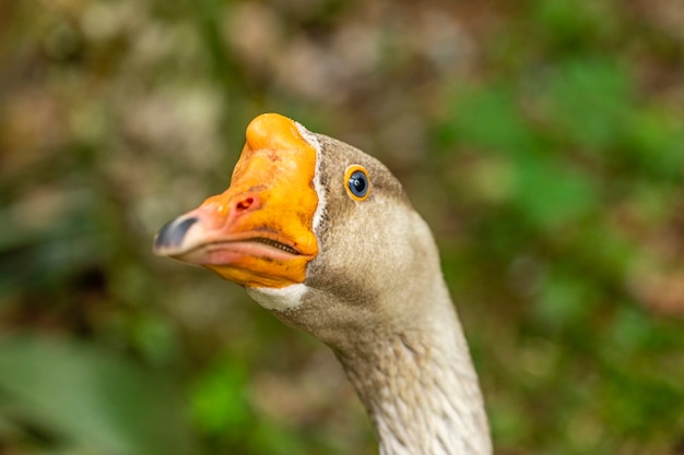 Nahaufnahme auf Gans auf dem Bauernhof.