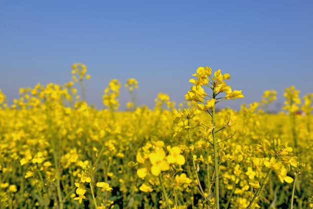 Nahaufnahme auf gelben Blüten von Raps, die auf einem Feld unter blauem Himmel wachsen